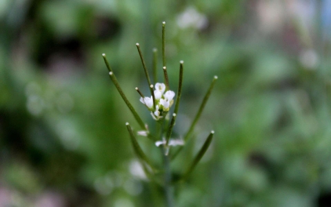 Cardamine hirsute