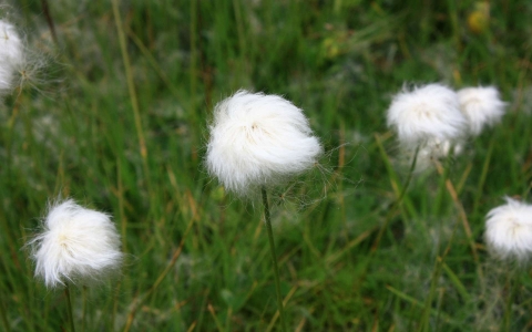 Linaigrette de Scheuchzer