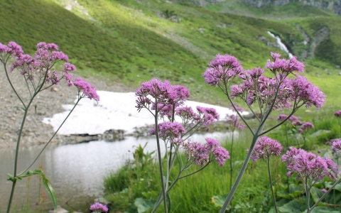 Adénostyle à feuilles d’alliaire