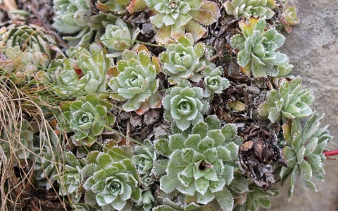 Saxifrage paniculée