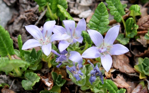 Campanule du Mont Cenis