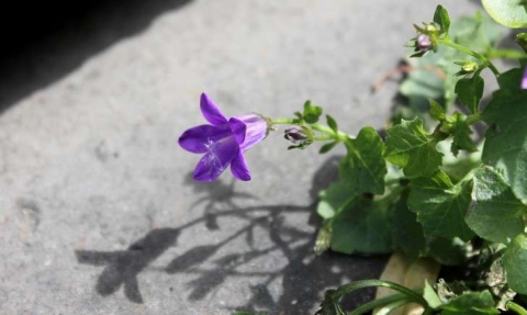 Campanule des murs