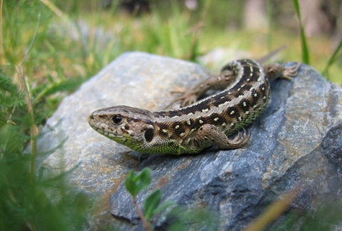 Lézard des souches