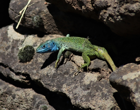 Lézard vert