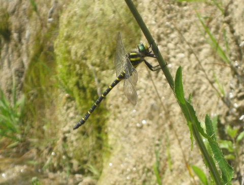 Cordulégastre annelé