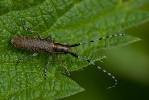 Longicorne