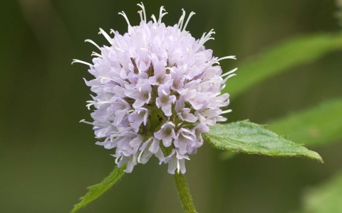 Menthe aquatique