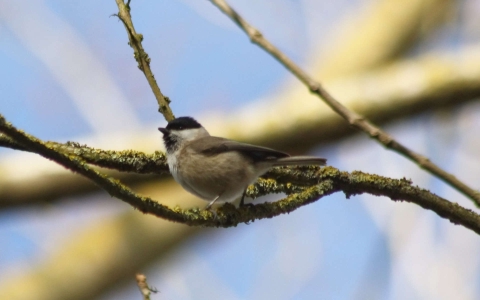 Mésange nonnette