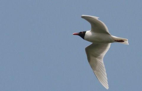 Mouette mélanocéphale