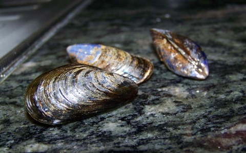 Moule 