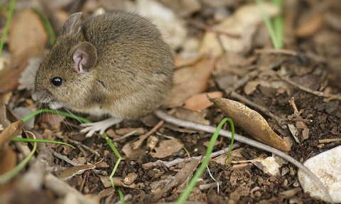 Mulot sylvestre