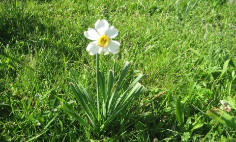 Narcisse des poètes