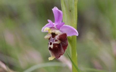 Ophrys