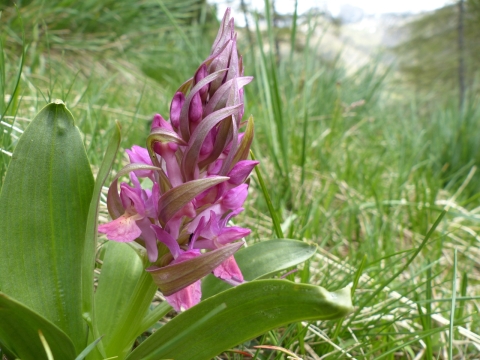 Orchis sureau