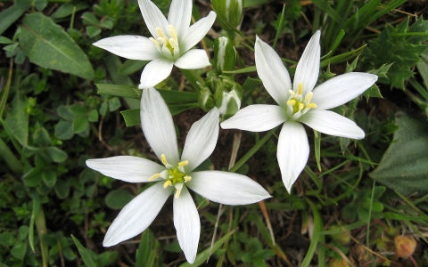 Ornithogale à feuilles étroites
