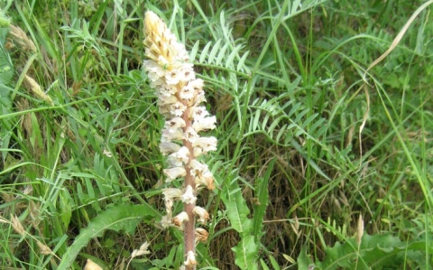Orobanche du picris