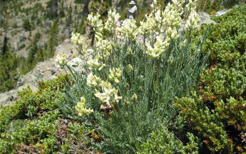 Oxytropis des Alpes - ou champêtre