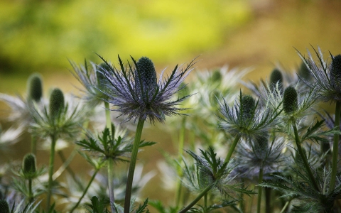 Panicaut bleu des Alpes