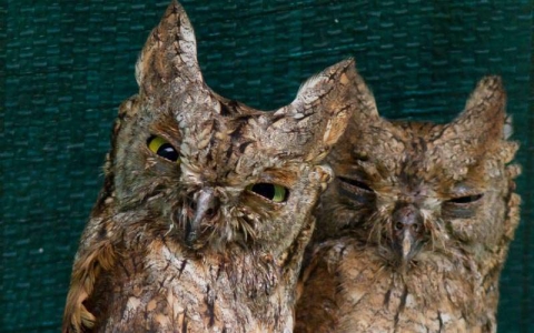 Petit-duc scops