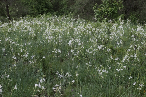 Phalangère à fleur de lis