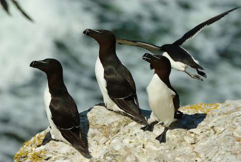 Pingouin torda - Petit pingouin 
