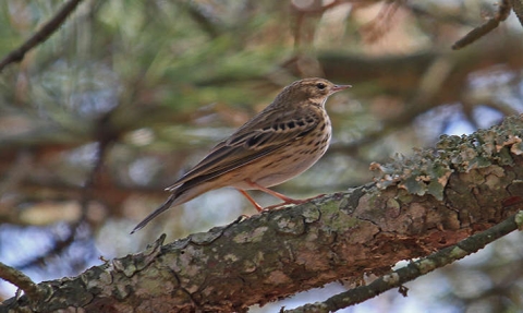 Pipit des arbres