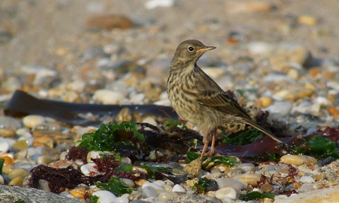 Pipit maritime