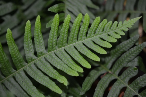 Polypode vulgaire