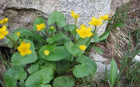 Populage des marais