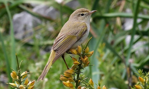 Pouillot de Bonelli