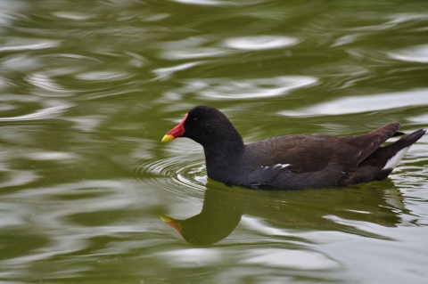 Gallinule poule-d'eau