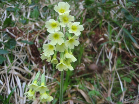 Primevère des bois