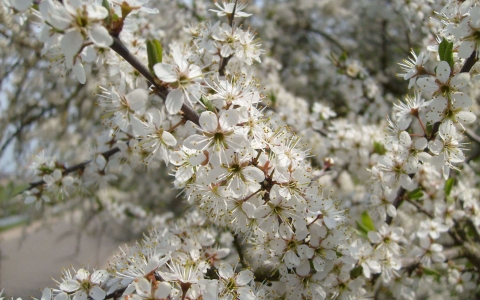 Prunellier