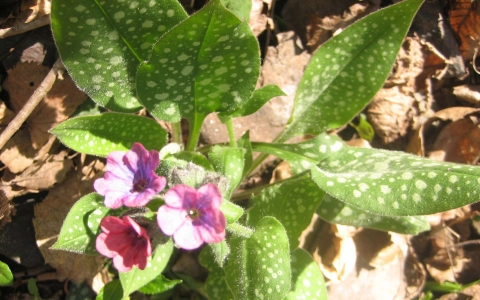 Pulmonaire semblable