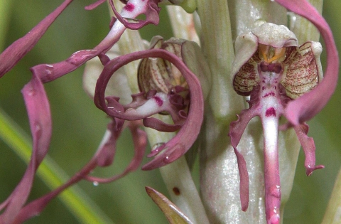 Orchis bouc