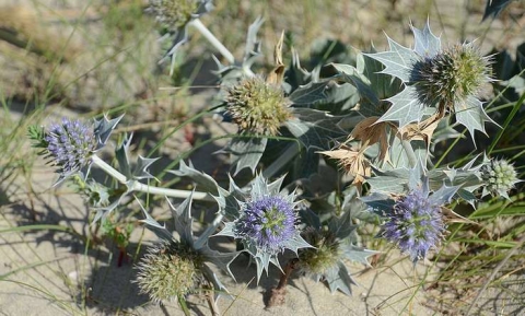 Panicaut de mer