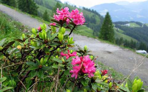 Rhododendron ferrugineux