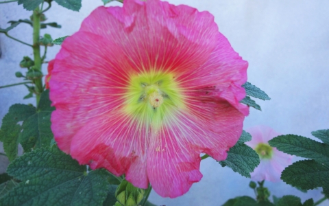 Rose trémière - Passerose - Bâton de Jacob