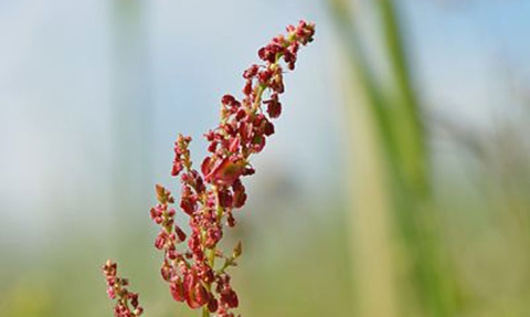 Oseille des prés