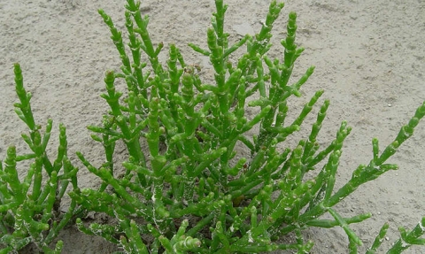 Salicorne annuelle