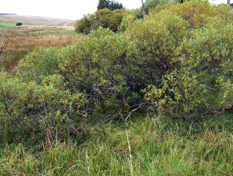 Saule à cinq étamines