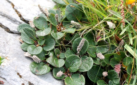 Saule à feuilles réticulées