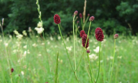 Sanguisorbe officinale