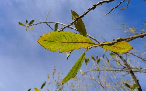 Saule roux ou saule à feuilles d'Olivier