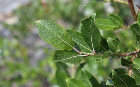 Saule arbrisseau ou Saule fétide