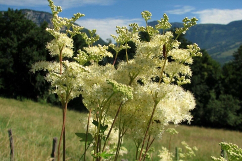 Reine-des-près _ Spirée ulmaire