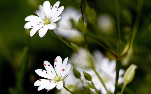 Stellaire à feuilles de graminée