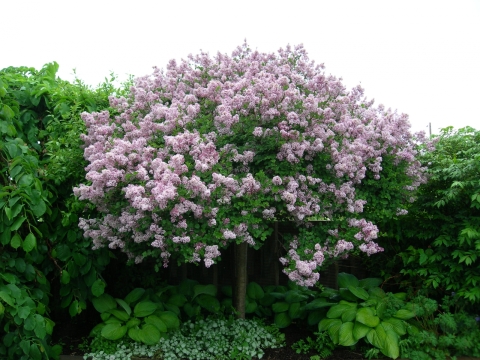 Lilas nain Palibin