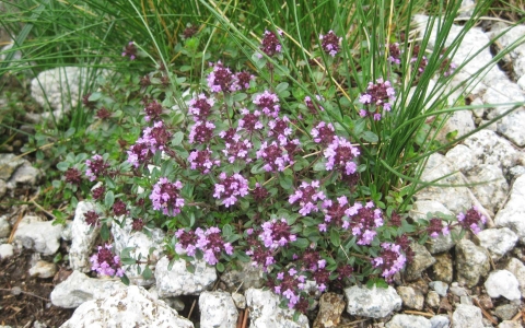Thym serpolet