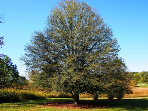 Tilleul à grandes feuilles